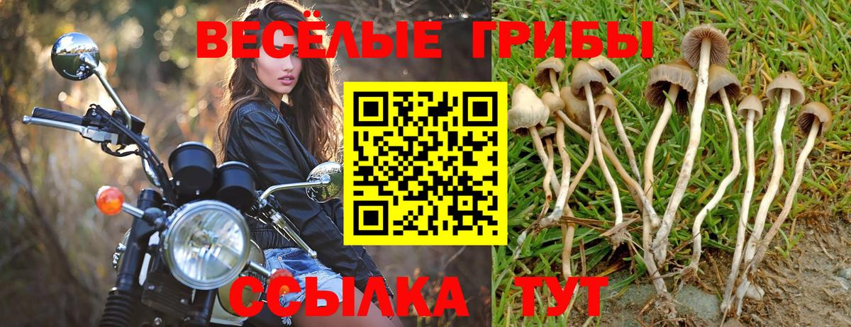 закладки  Псилоцибиновые грибы Psilocybe  Выкса  Вход с VPN  Псилоцибиновые грибы Psilocybe 